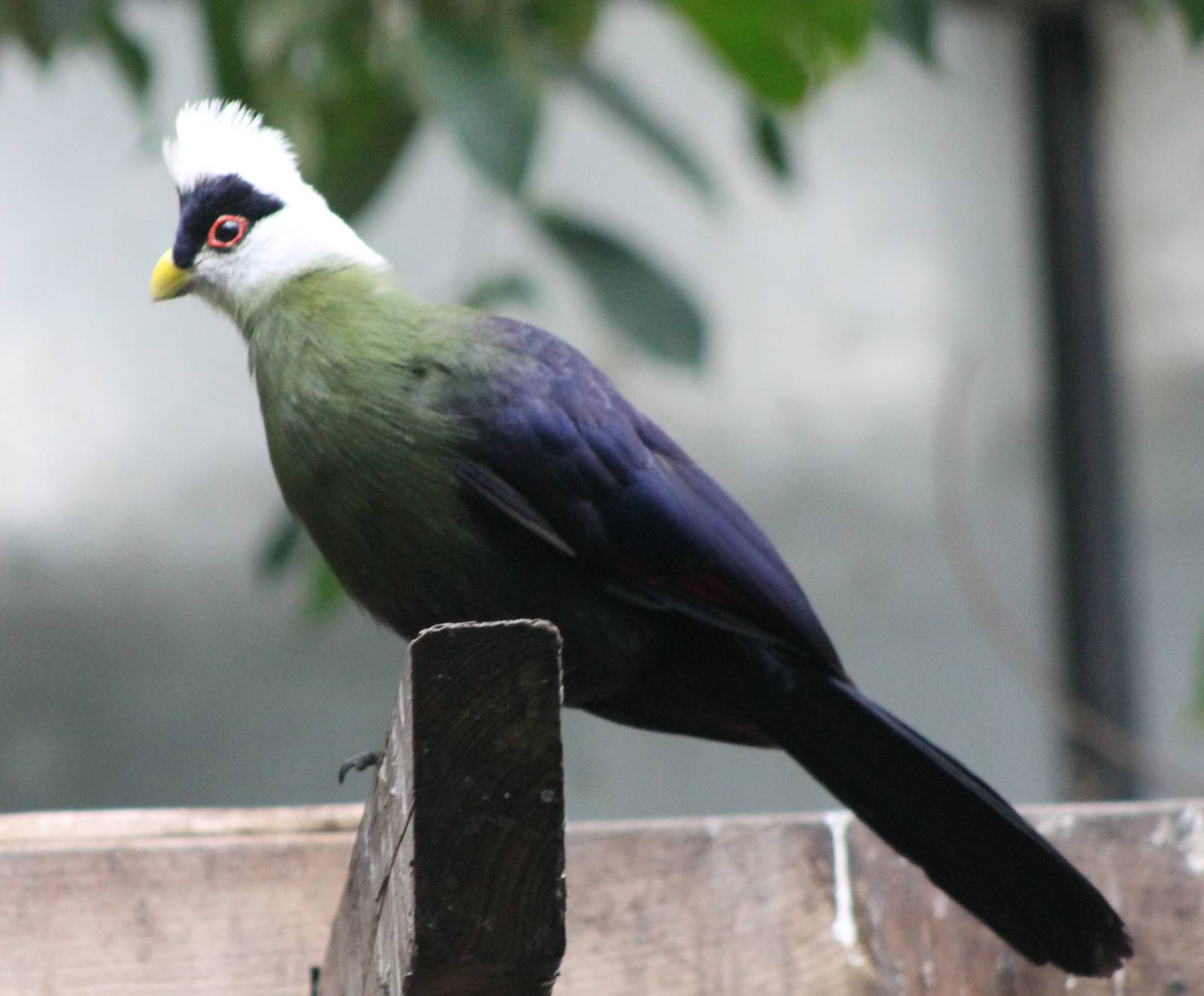 White-crested touraco