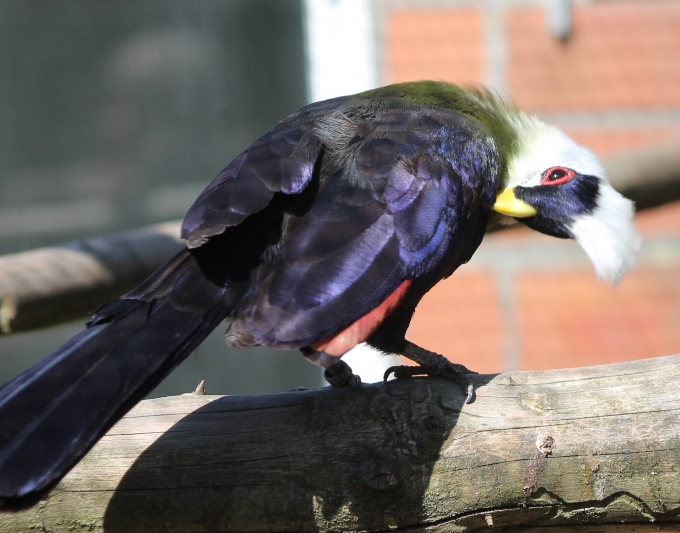 White-crested touraco