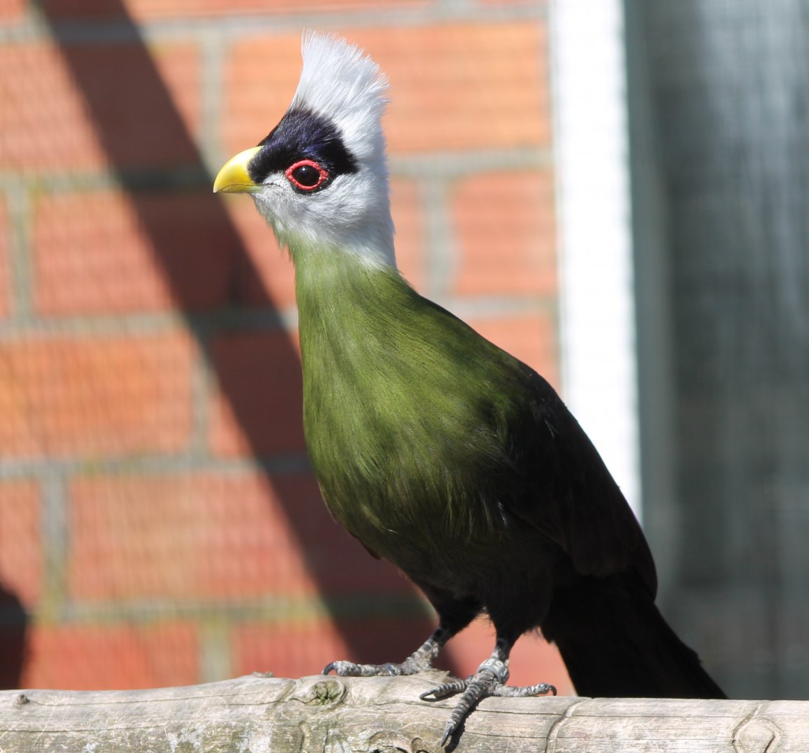 White-crested touraco