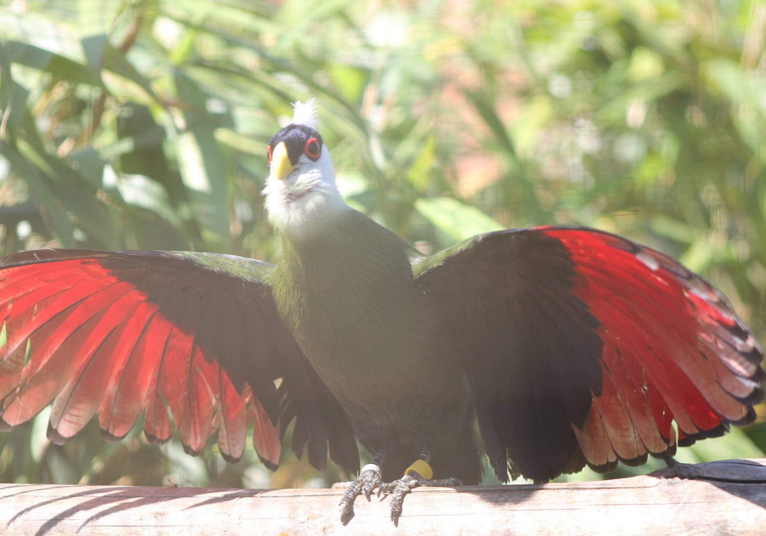 White-crested touraco