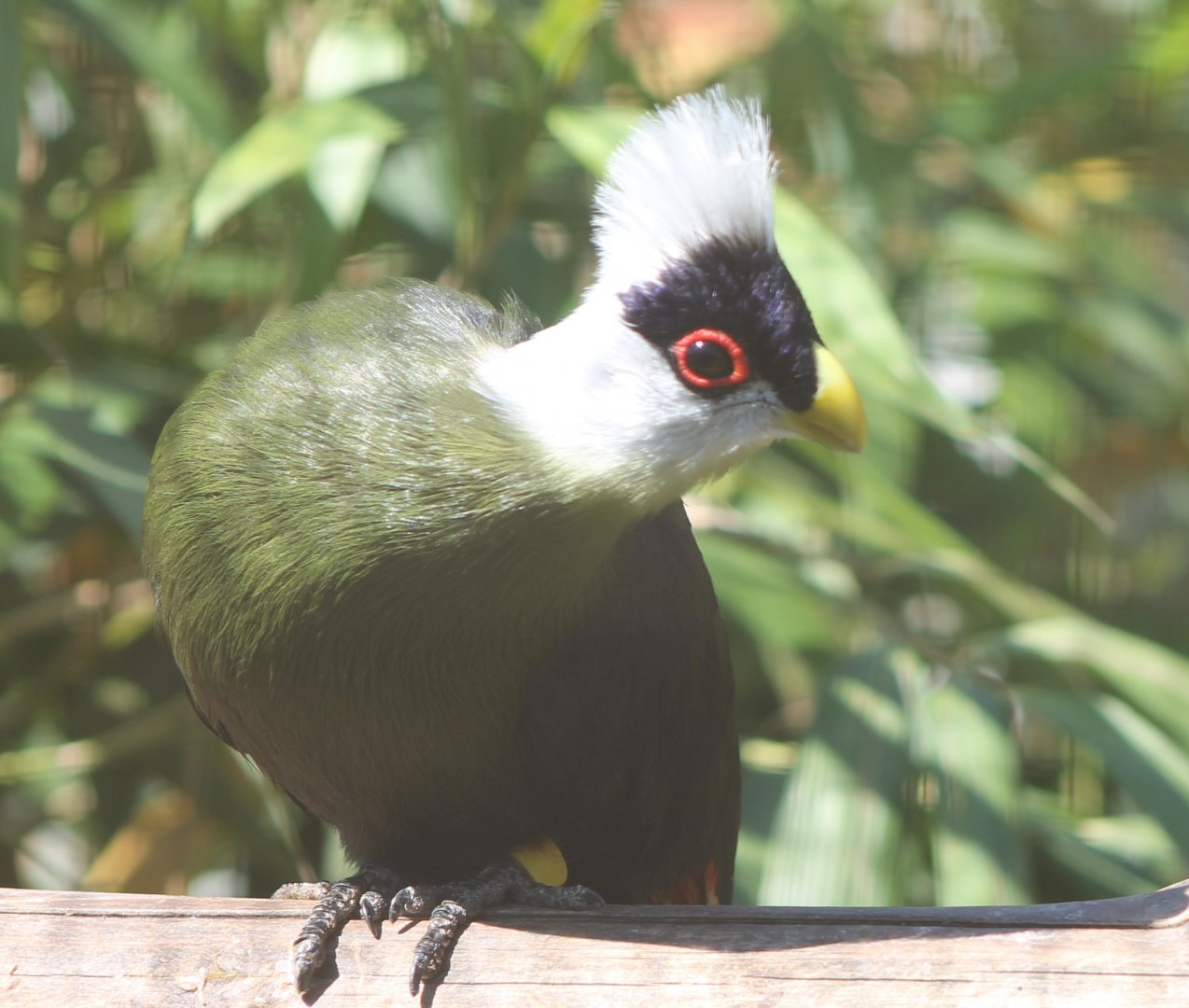 White-crested touraco