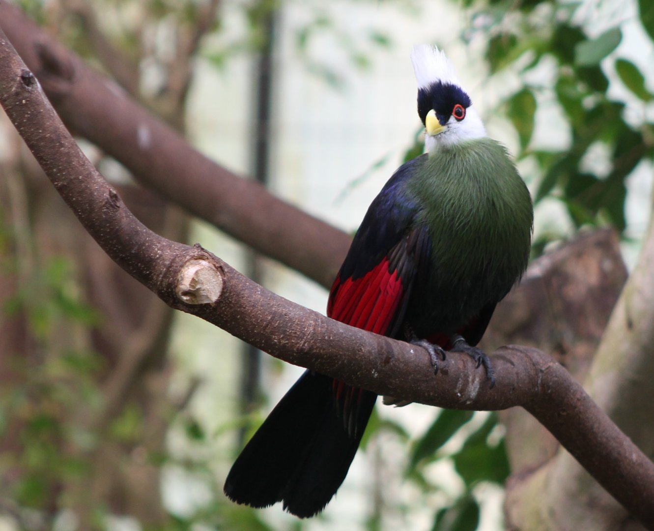 White-crested touraco
