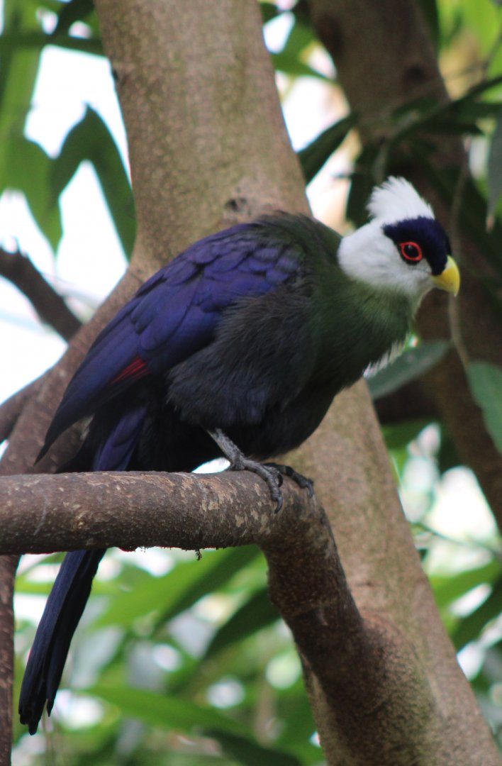 White-crested touraco