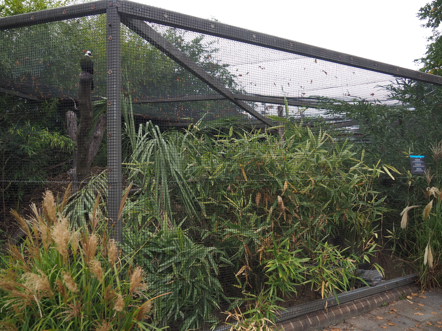 White-crested turaco and Australian brush-turkey aviary, 2020-09-03