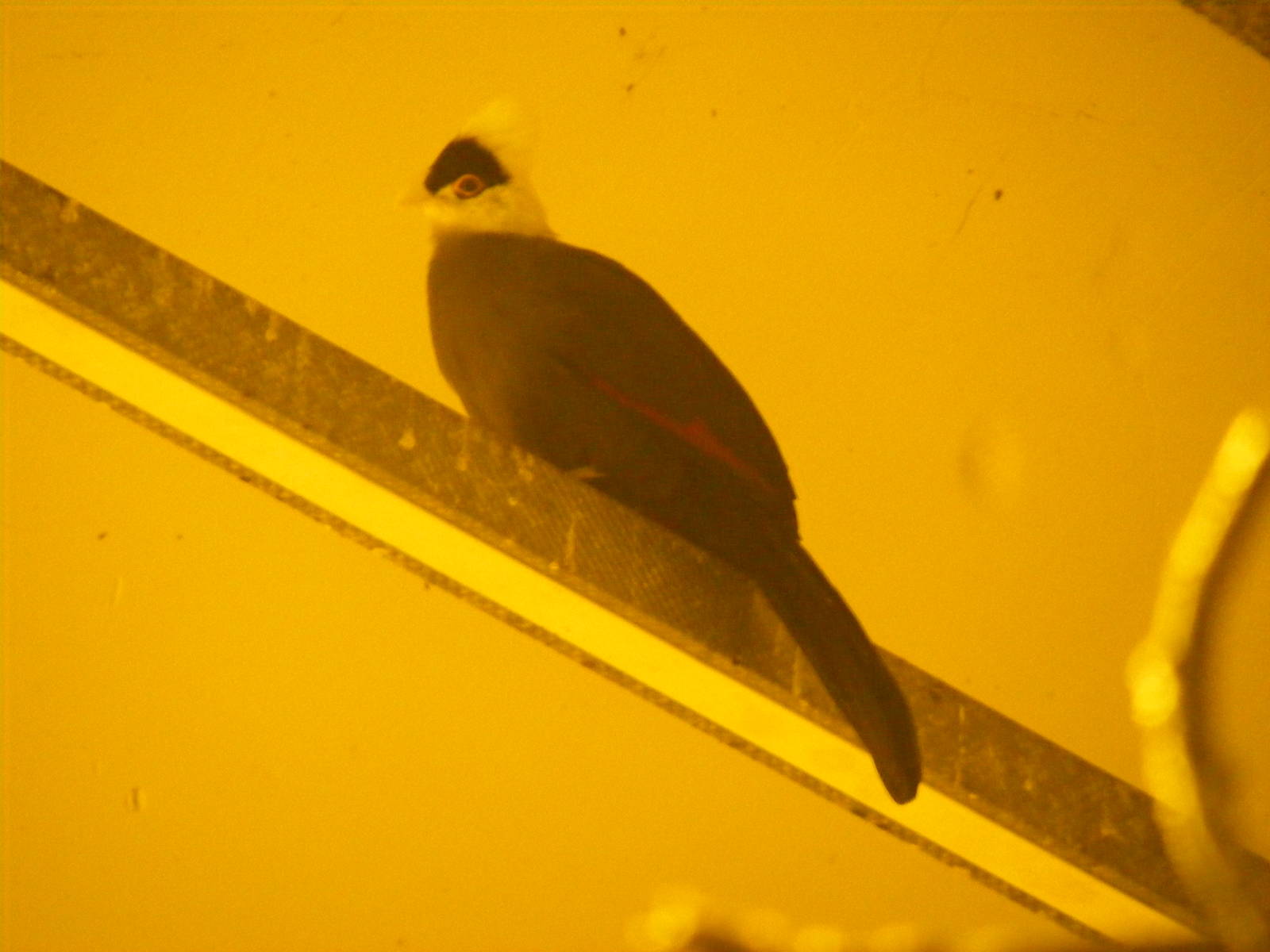 White-crested turaco at Blackbrook Zoo, 13 November 2010