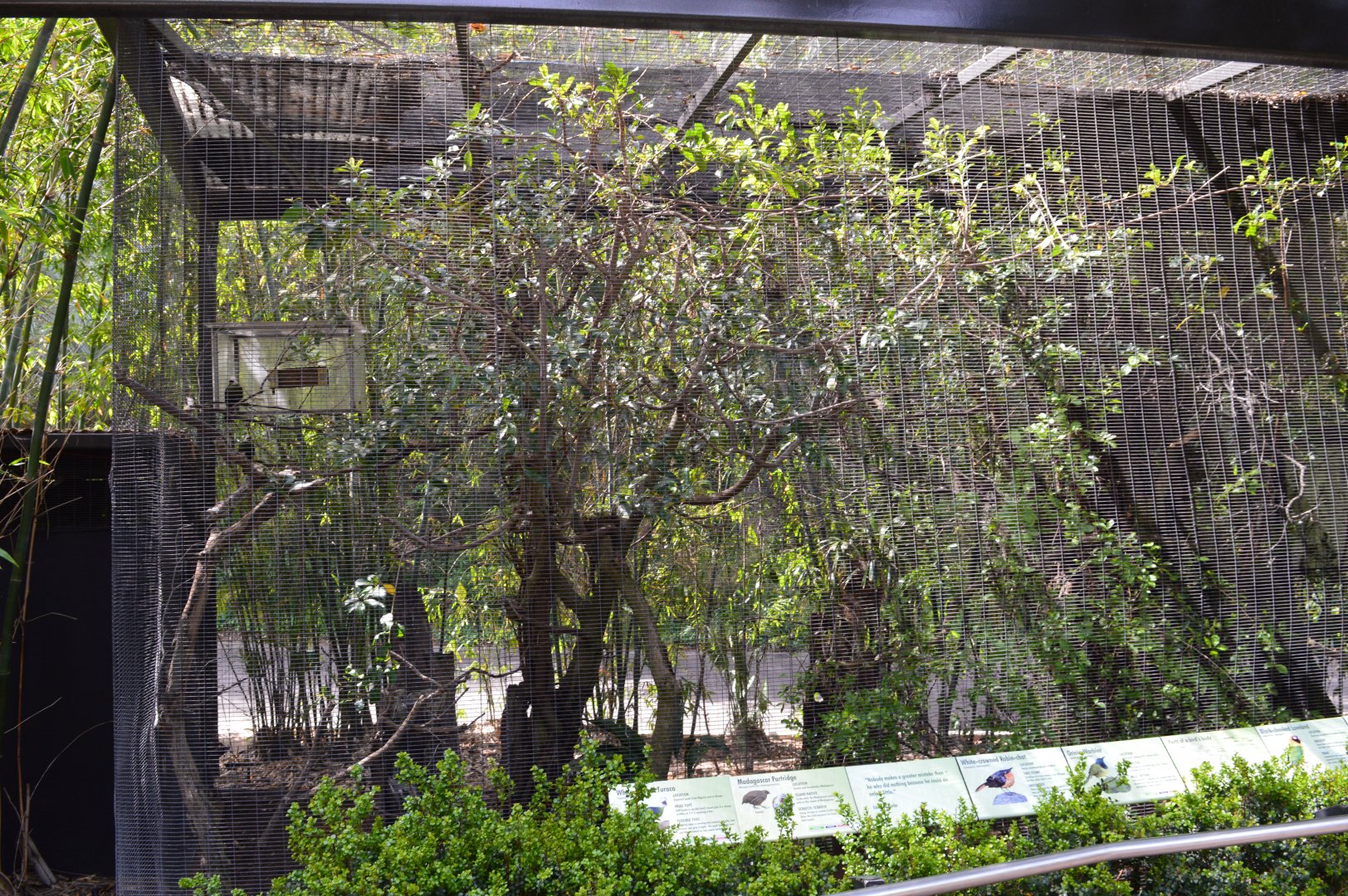 White-crested Turaco aviary