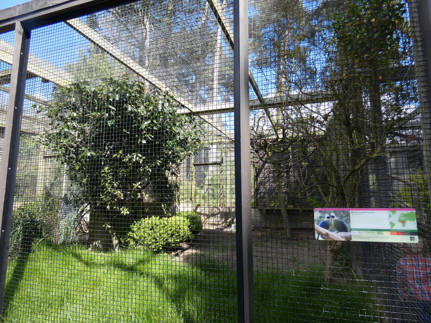 White-crested turaco aviary