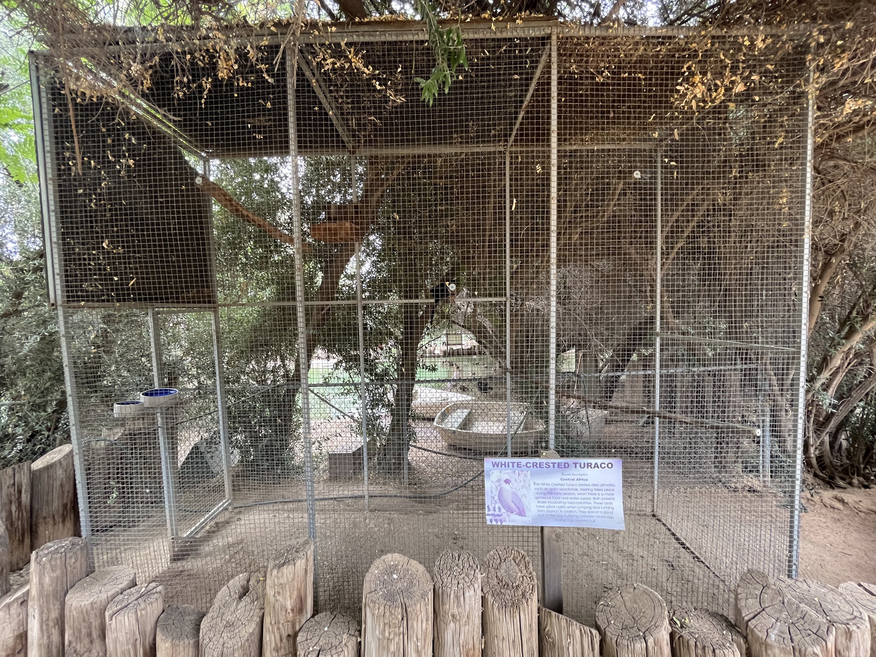 White-crested Turaco Aviary