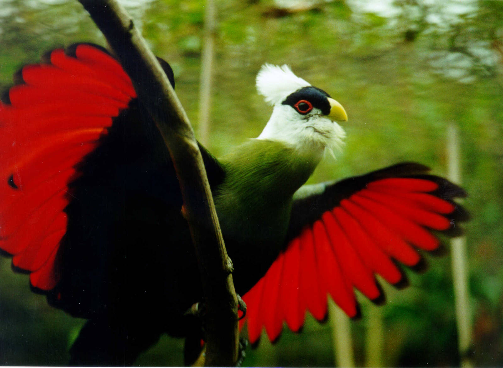 White-crested turaco - Belfast