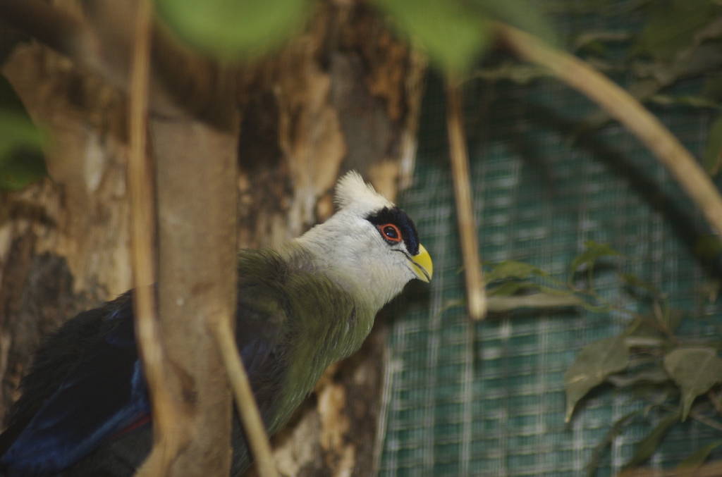 White crested turaco calling
