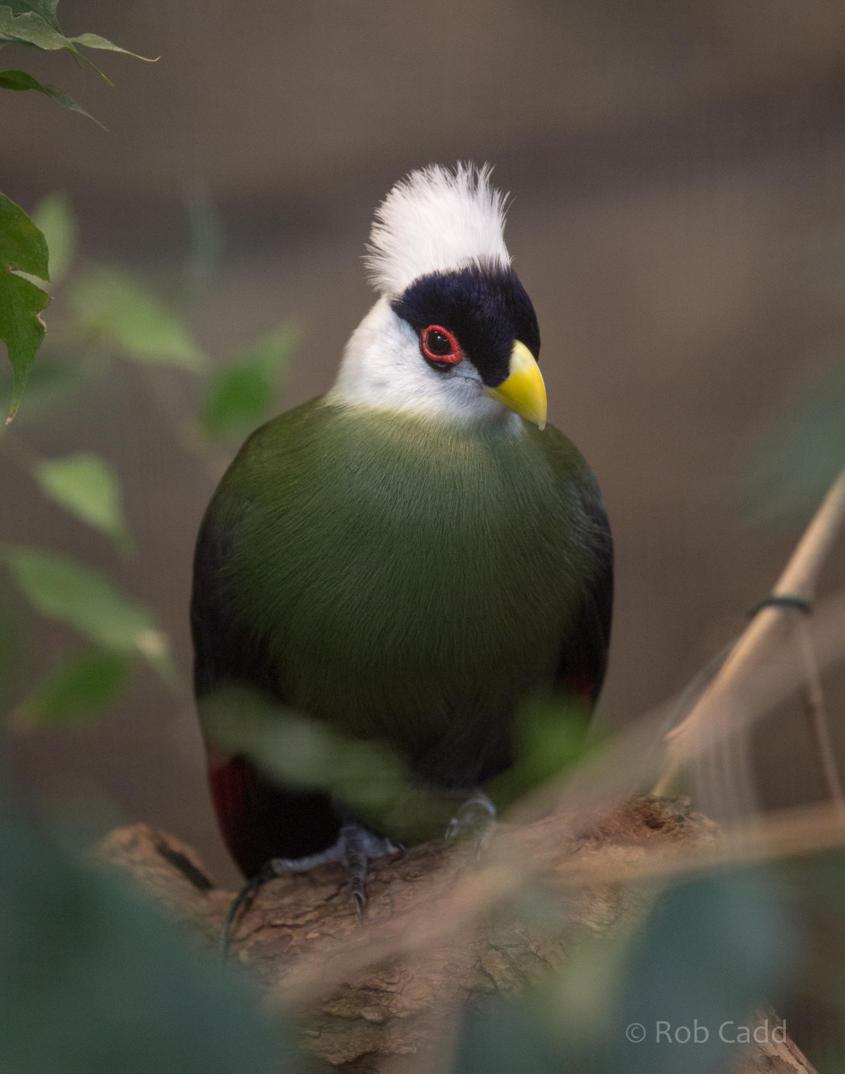 White-crested turaco : Chester Zoo : 23 Apr 2016