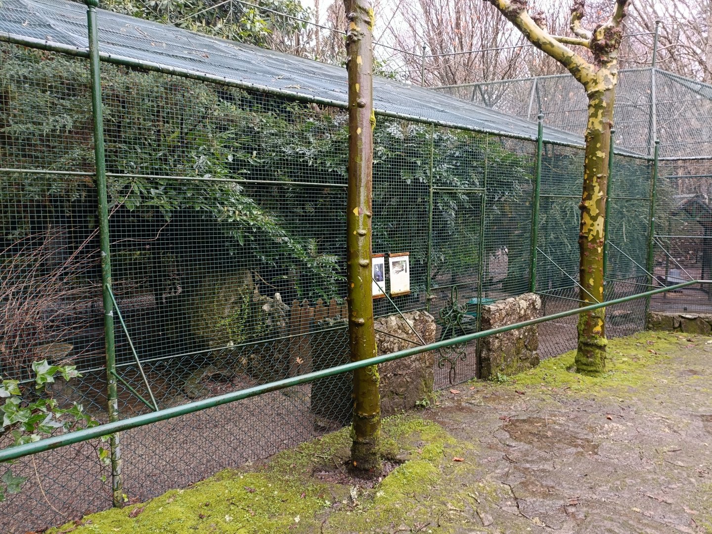 White-crested turaco exhibit - Avifauna Lugo
