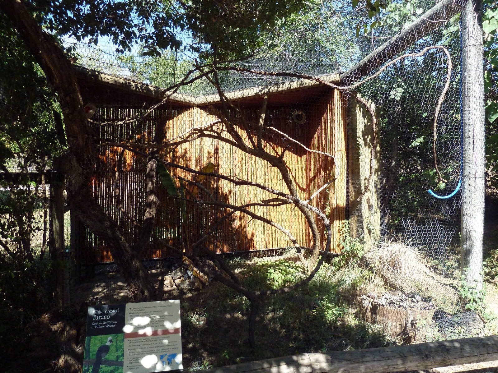 White-Crested Turaco Exhibit
