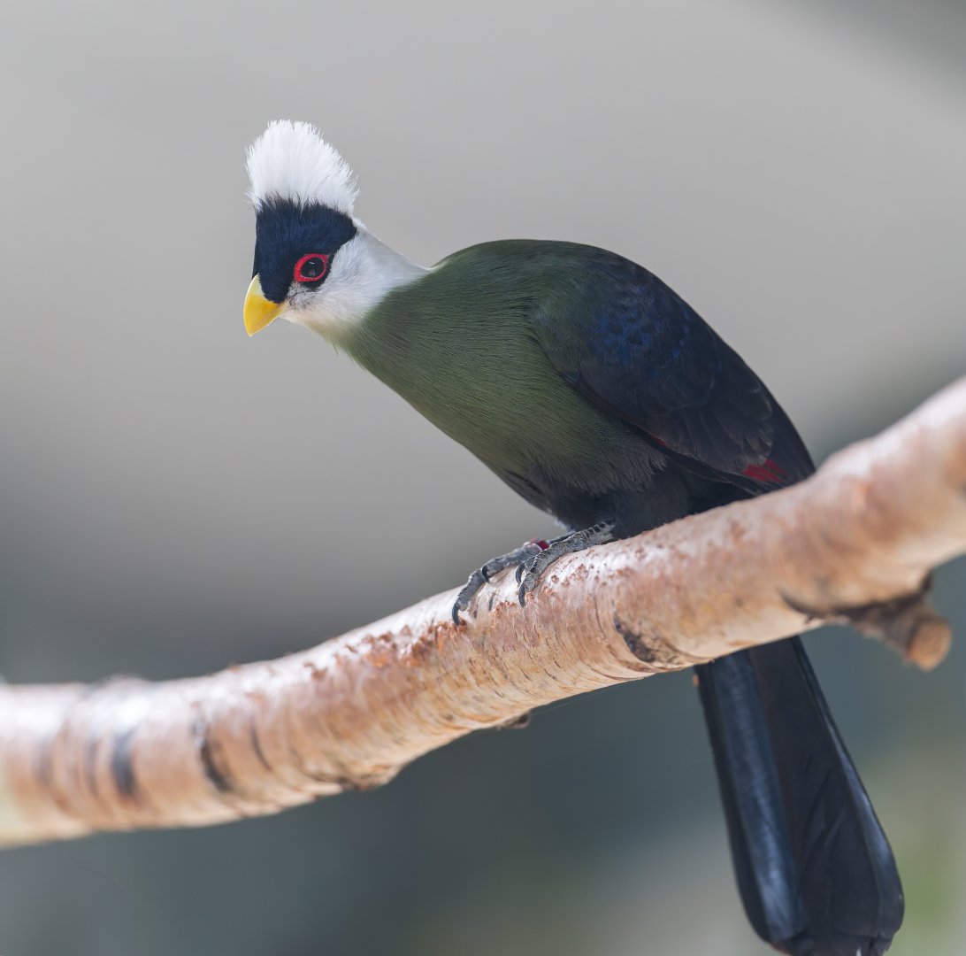 White Crested Turaco, Shepreth, UK