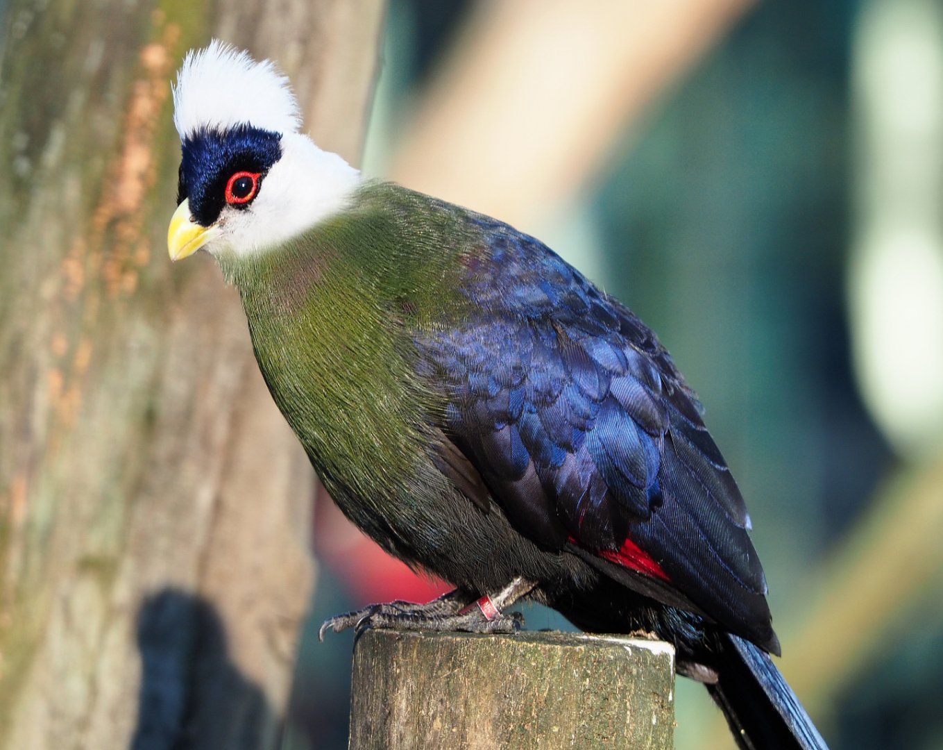 White-crested turaco (Tauraco leucolophus), 2019-12-30