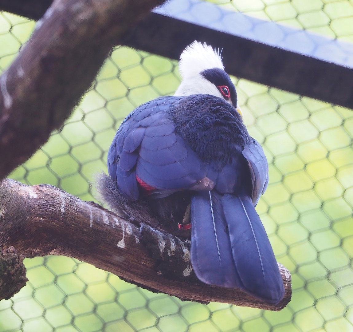 White-crested turaco (Tauraco leucolophus), 2022-09-04