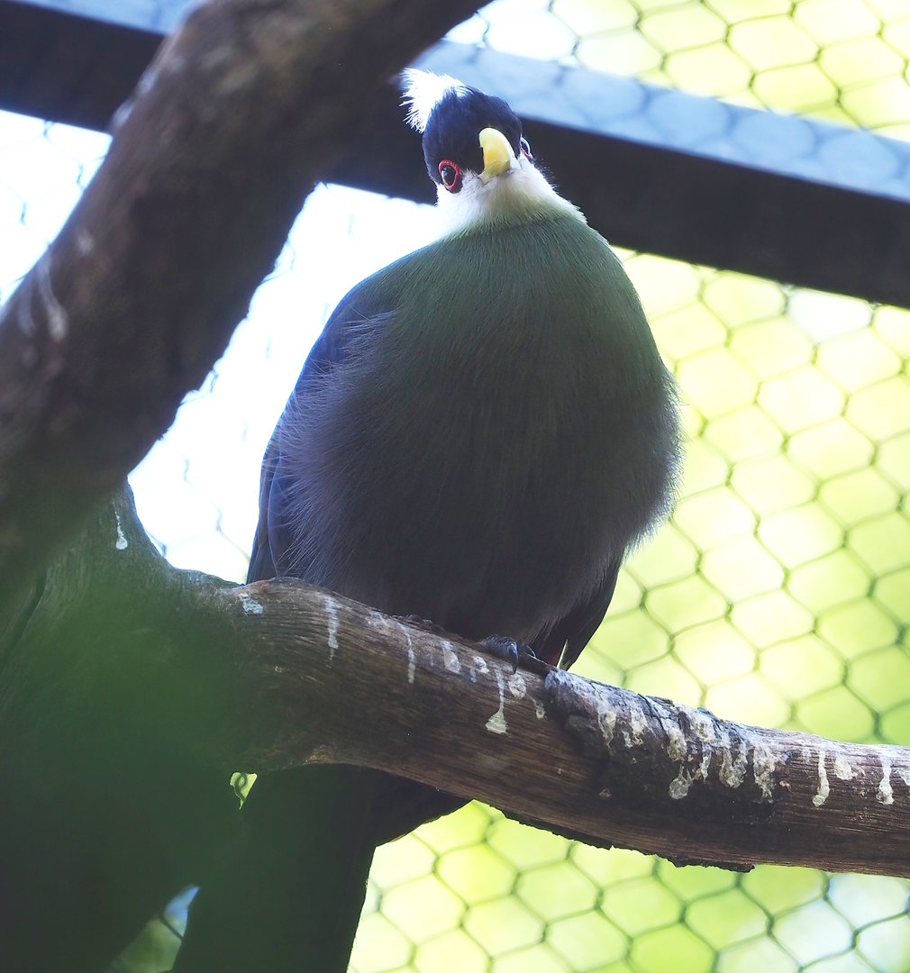 White-crested turaco (Tauraco leucolophus), 2022-09-04