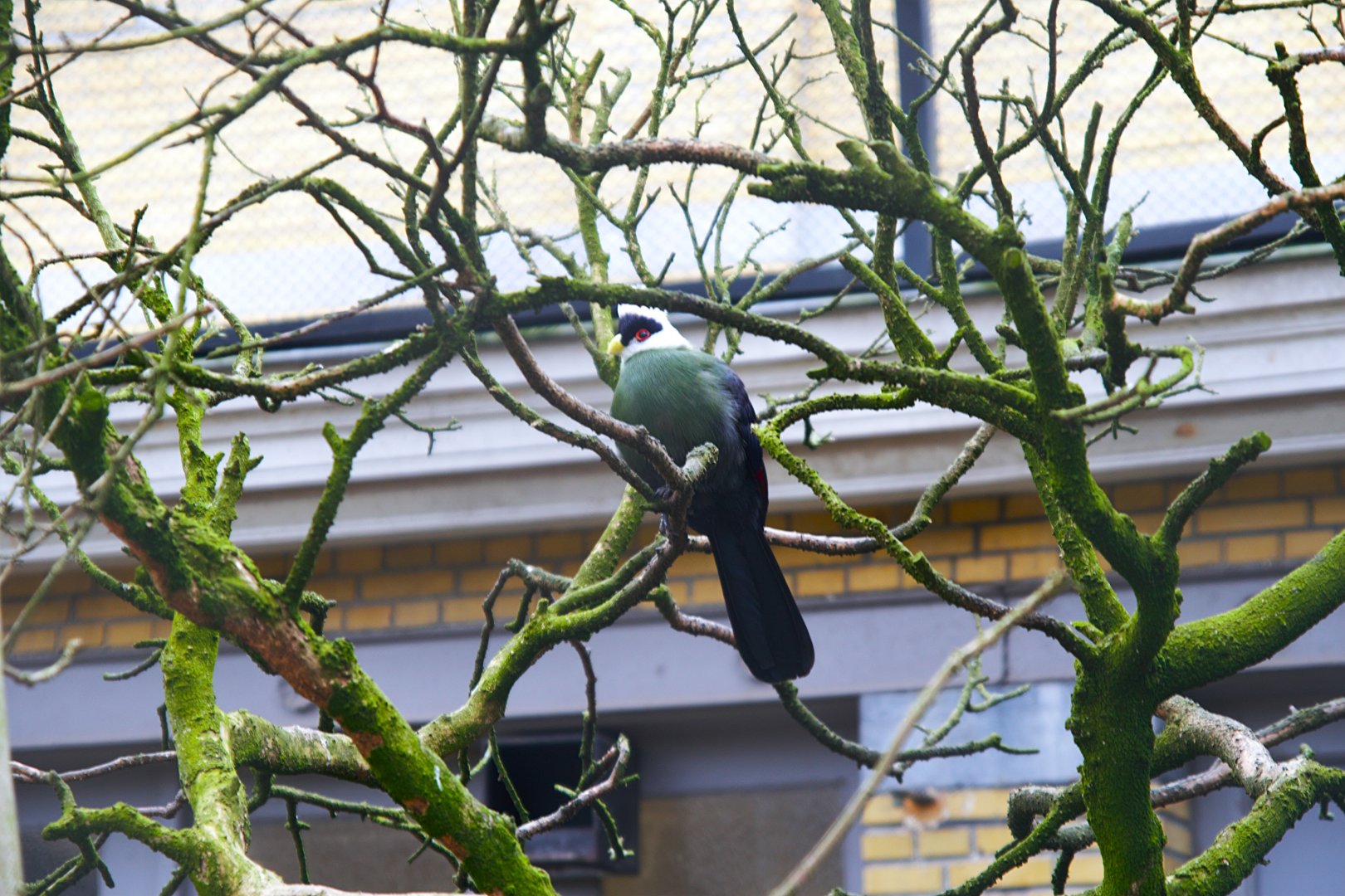 White-crested Turaco (Tauraco leucolophus), 2025-01-20
