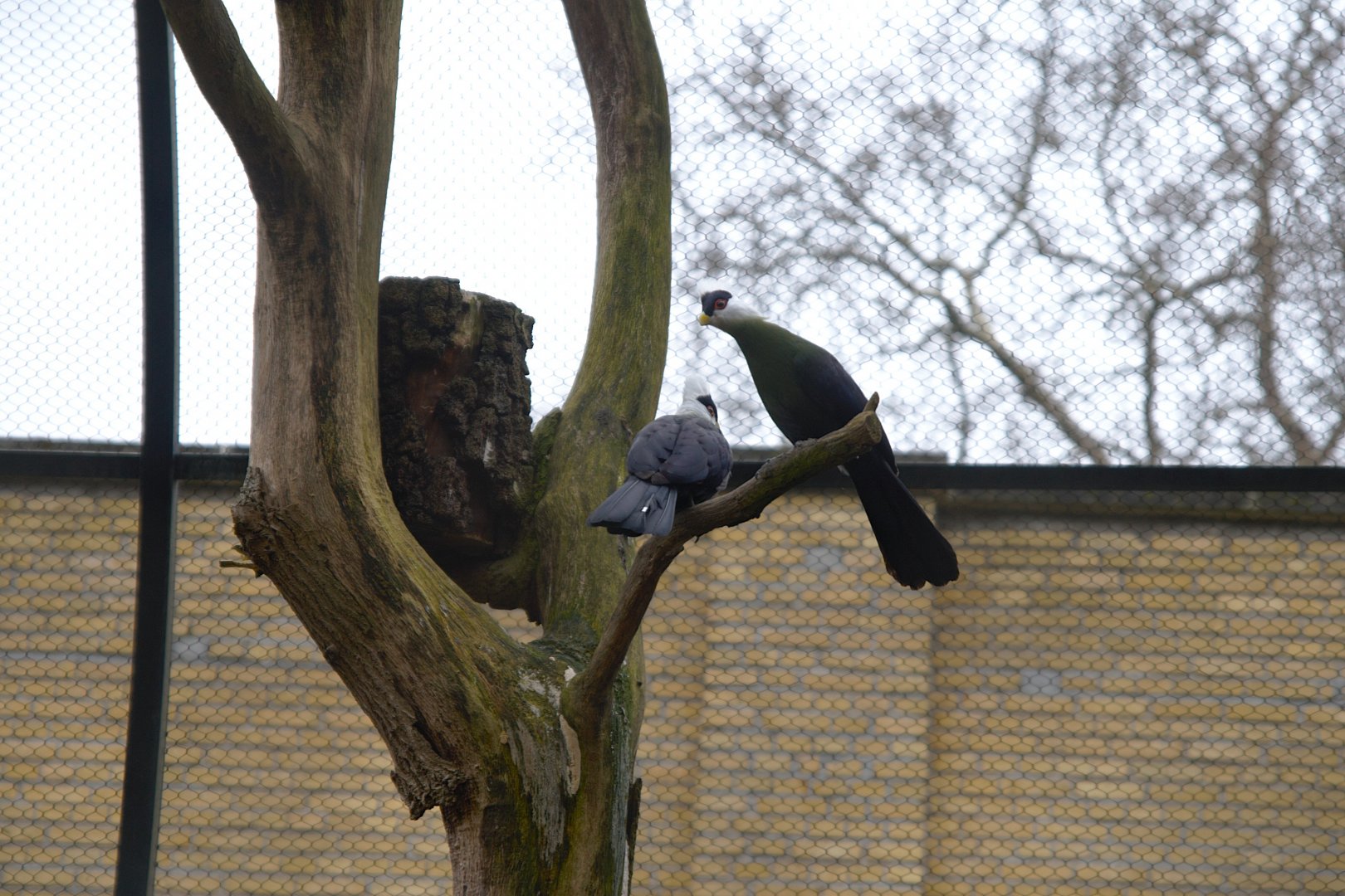 White-crested Turaco (Tauraco leucolophus), 2025-01-20