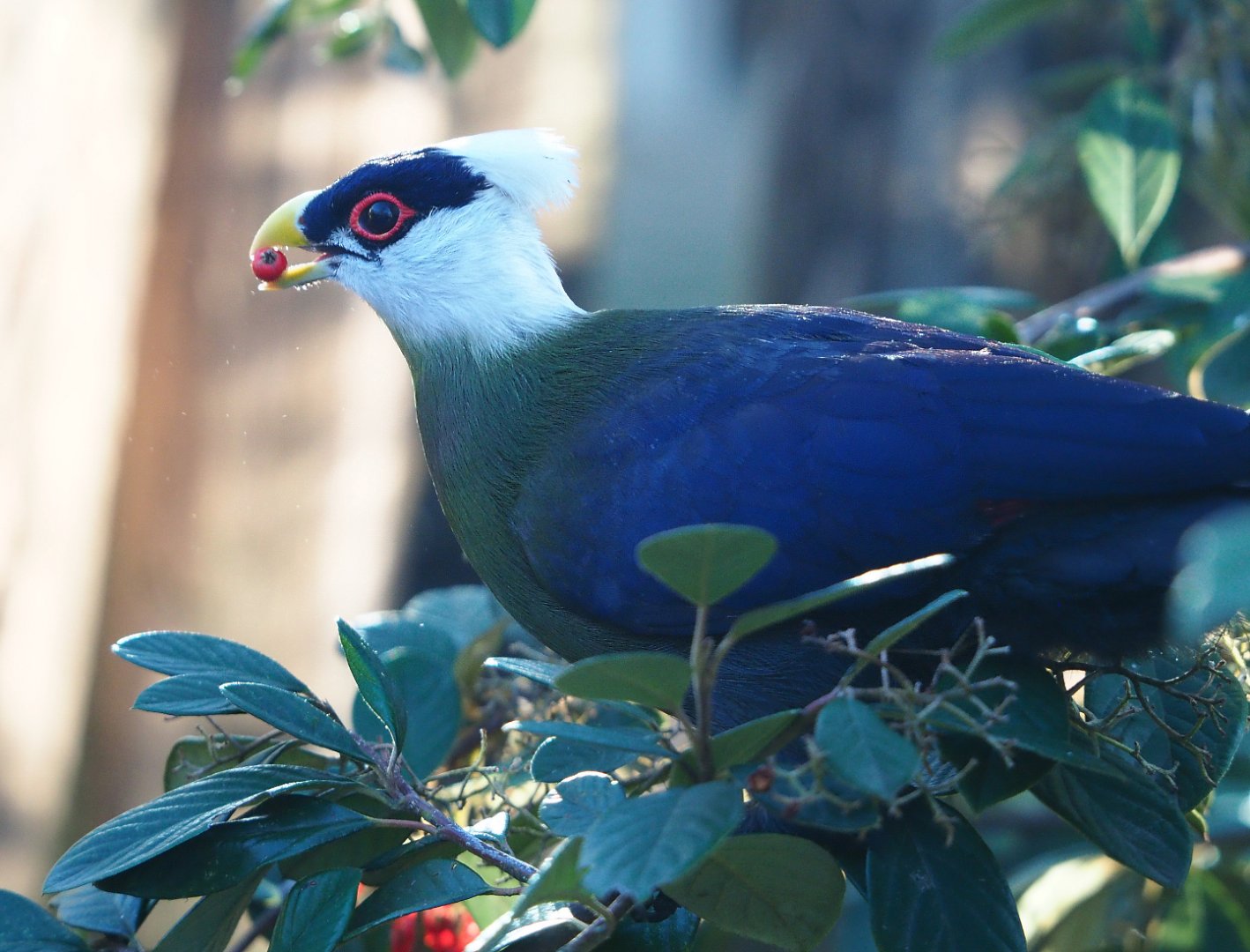 White-crested turaco (Tauraco leucolophus) eating berries, 2019-12-30