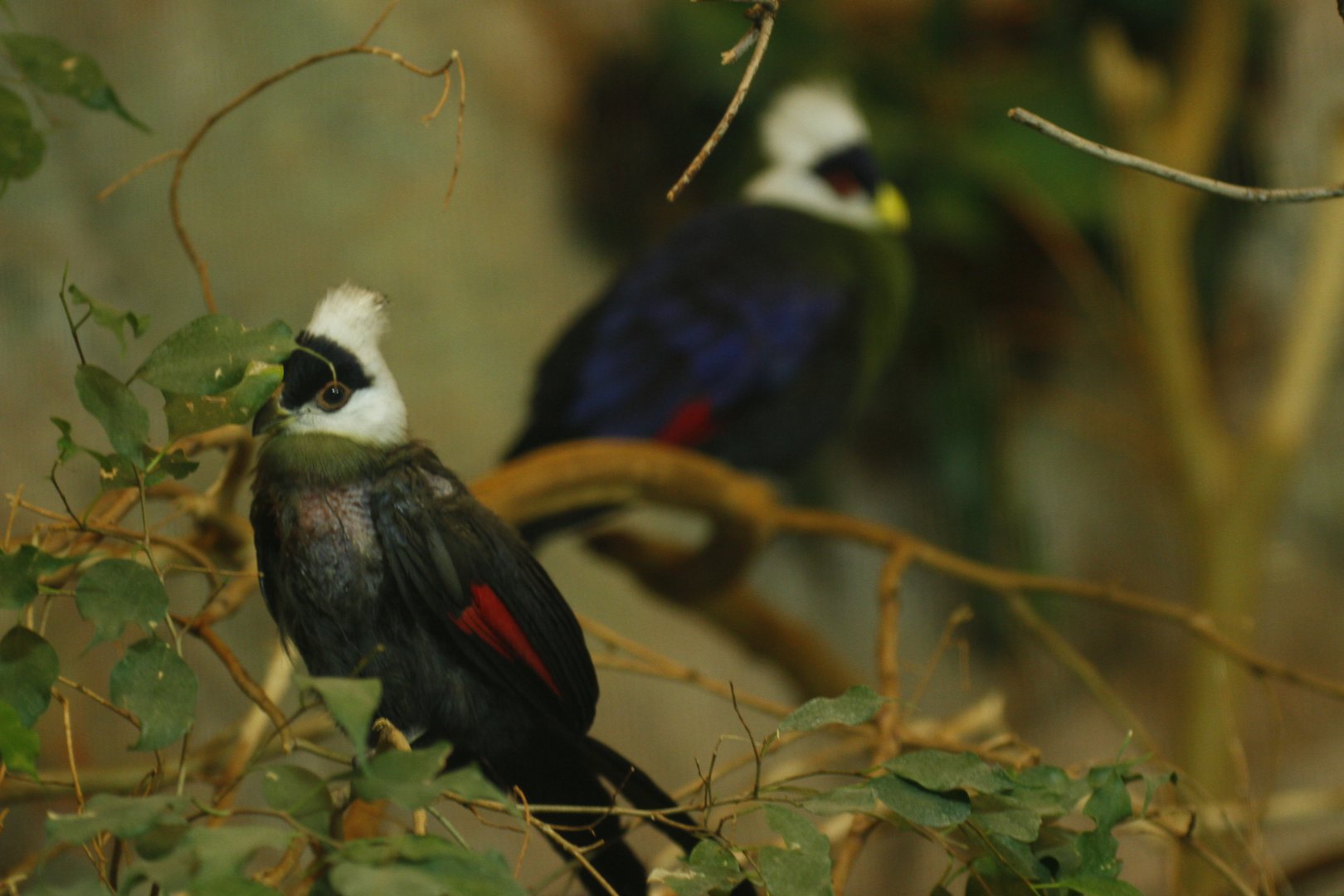 White-crested turaco (Tauraco leucolophus)