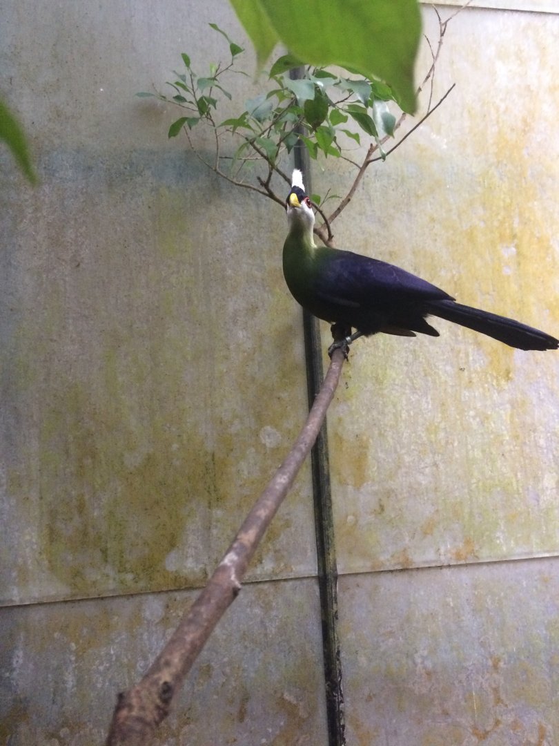 White-crested turaco (Tauraco leucolophus)