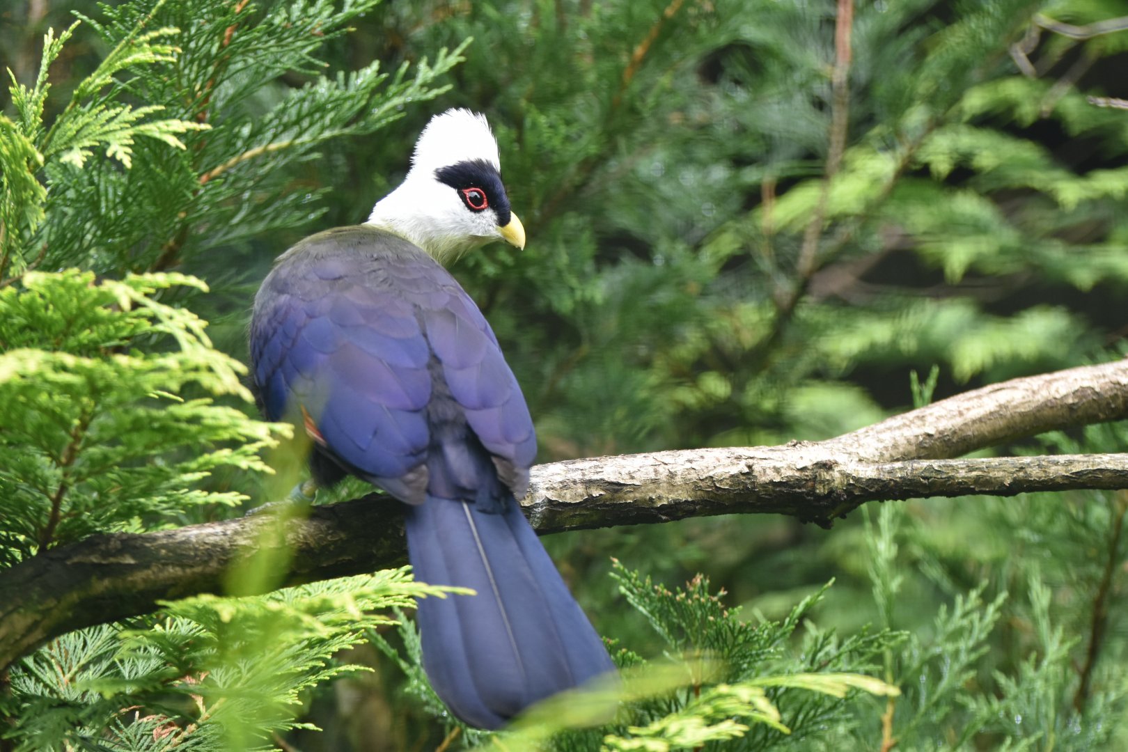 White-crested Turaco Tauraco leucolophus
