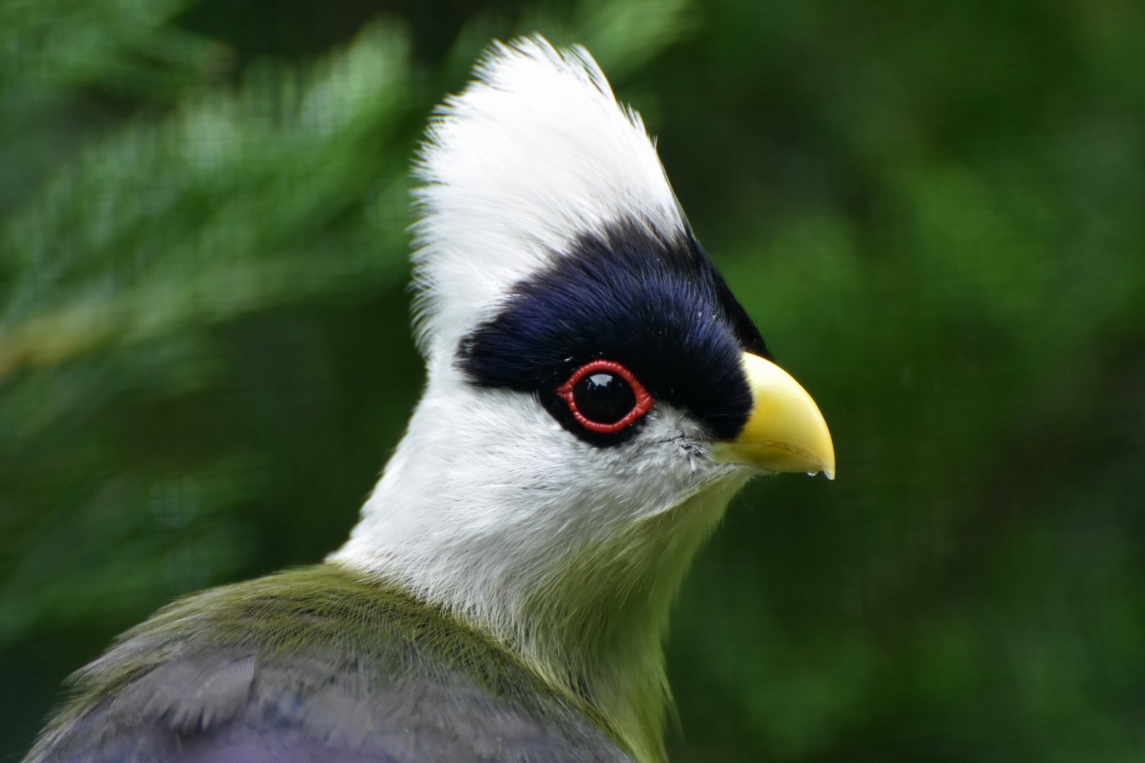 White-crested Turaco Tauraco leucolophus