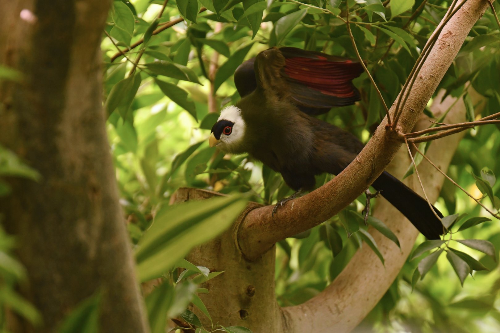 White-crested Turaco Tauraco leucolophus