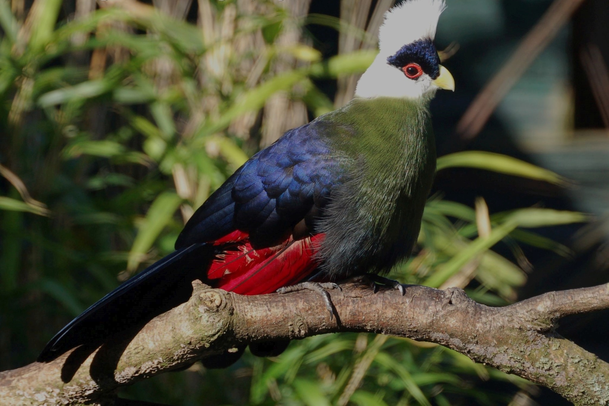 White-crested Turaco - Tauraco leucolophus