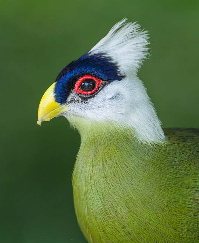 White-Crested Turaco (Tauraco Leucolophus)