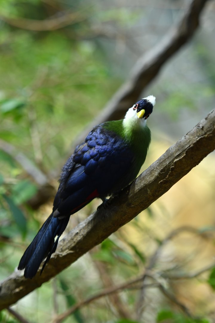 White-crested turaco Tauraco leucolophus