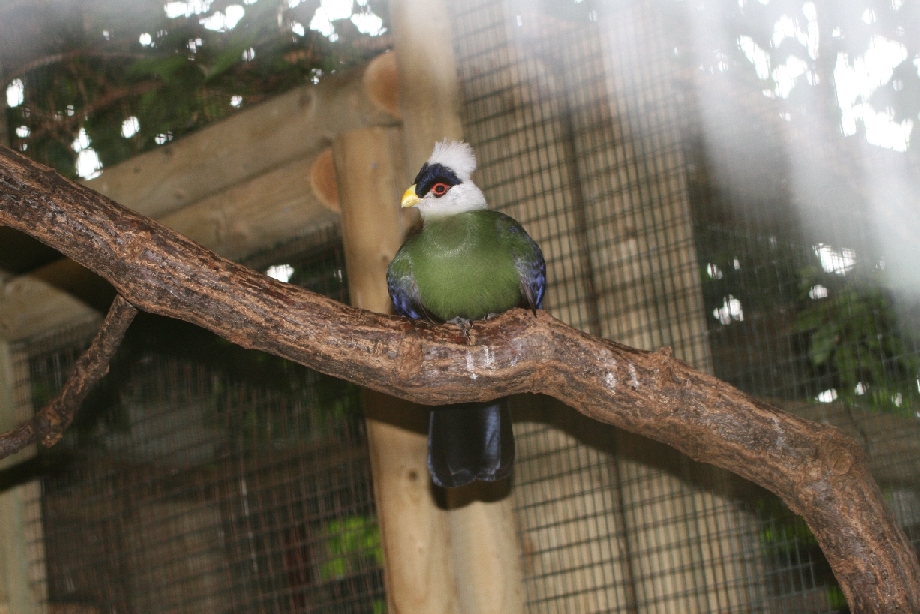 White-crested turaco