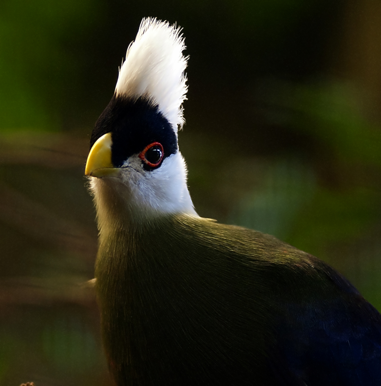 White crested Turaco