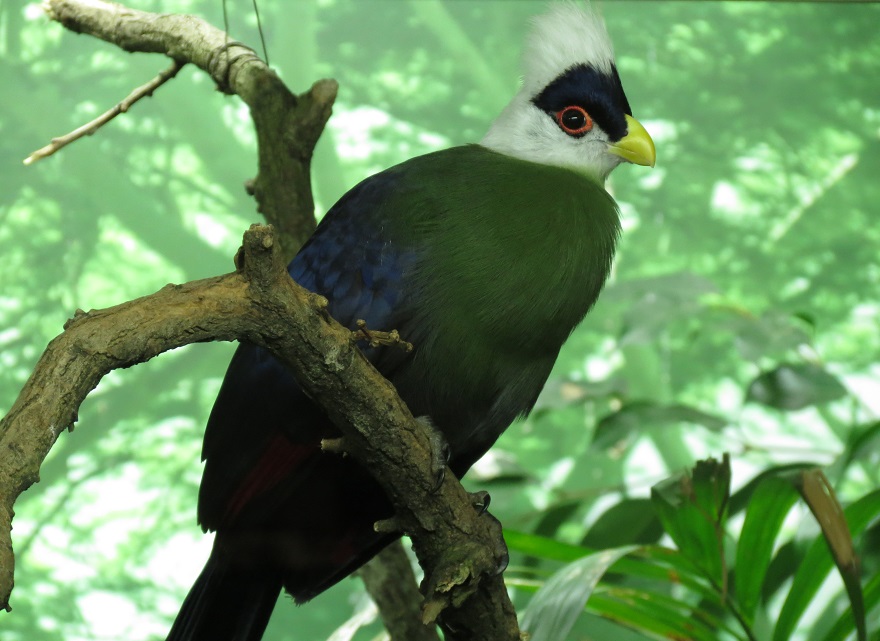 White-crested Turaco
