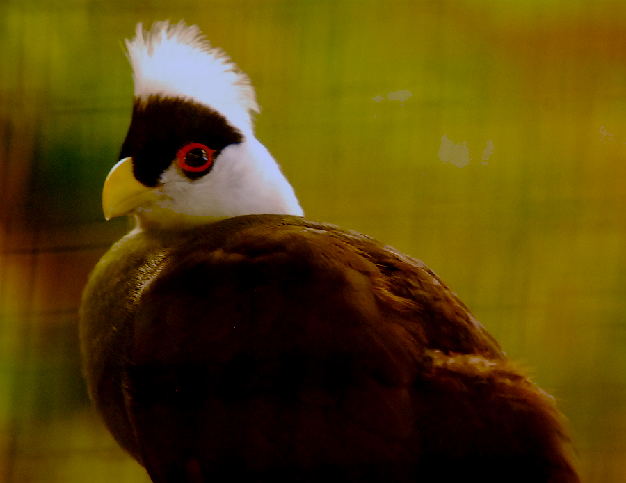 WHITE CRESTED TURACO