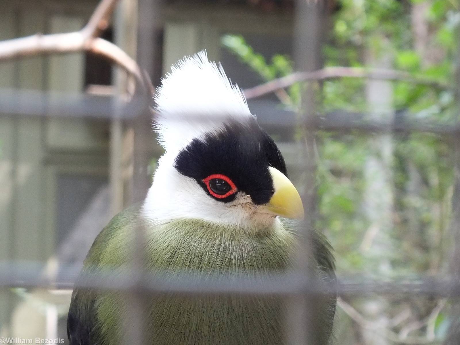 White-crested Turaco