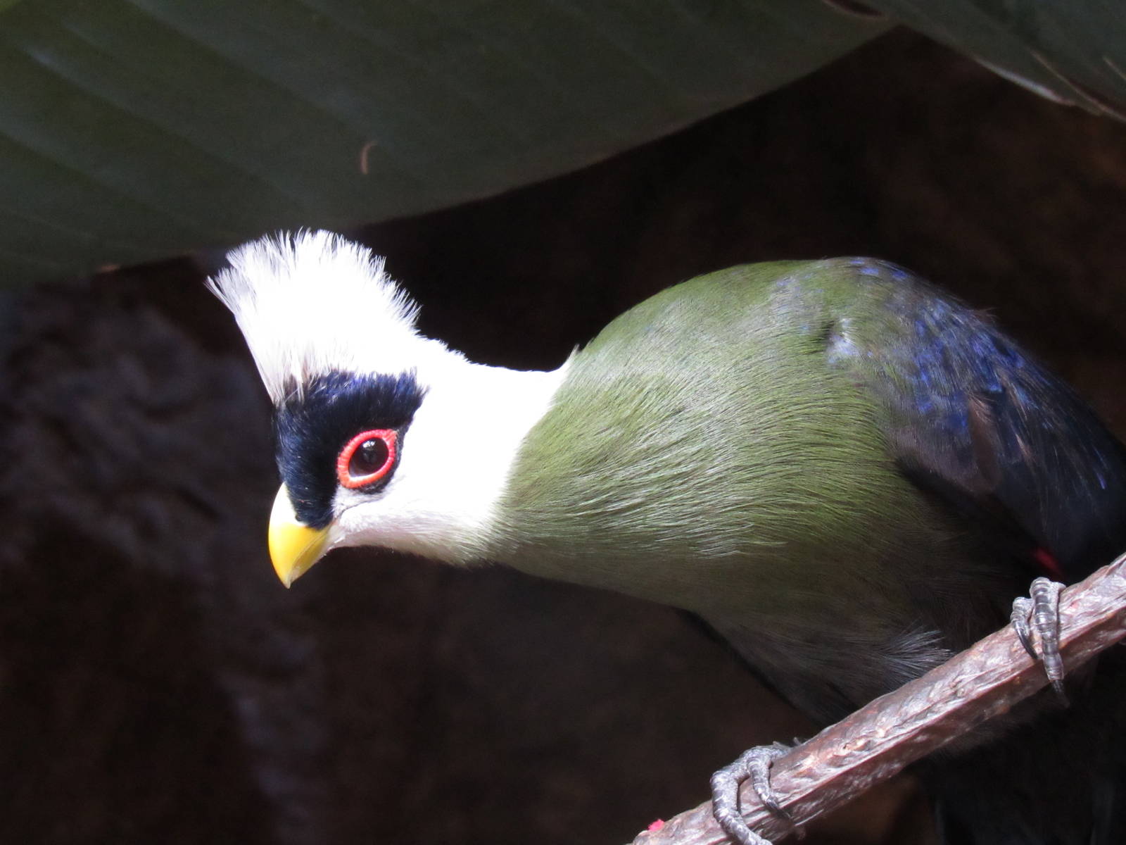 White-Crested Turaco