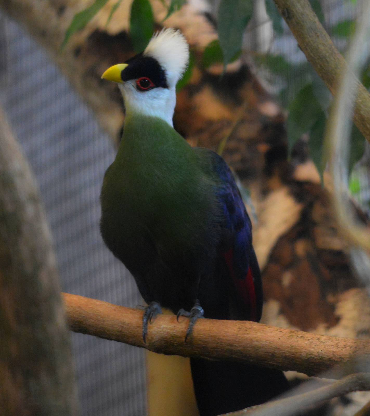 White-crested turaco