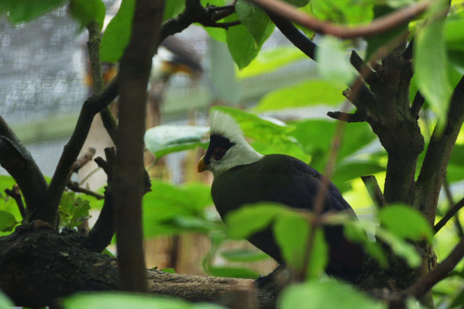 White-crested turaco