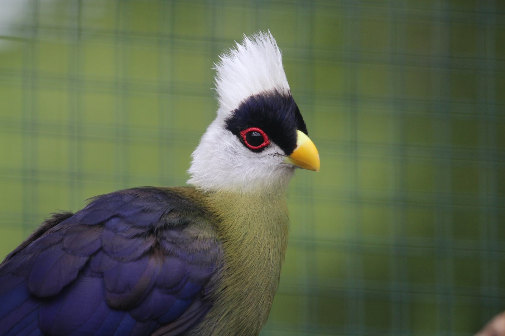White-crested Turaco