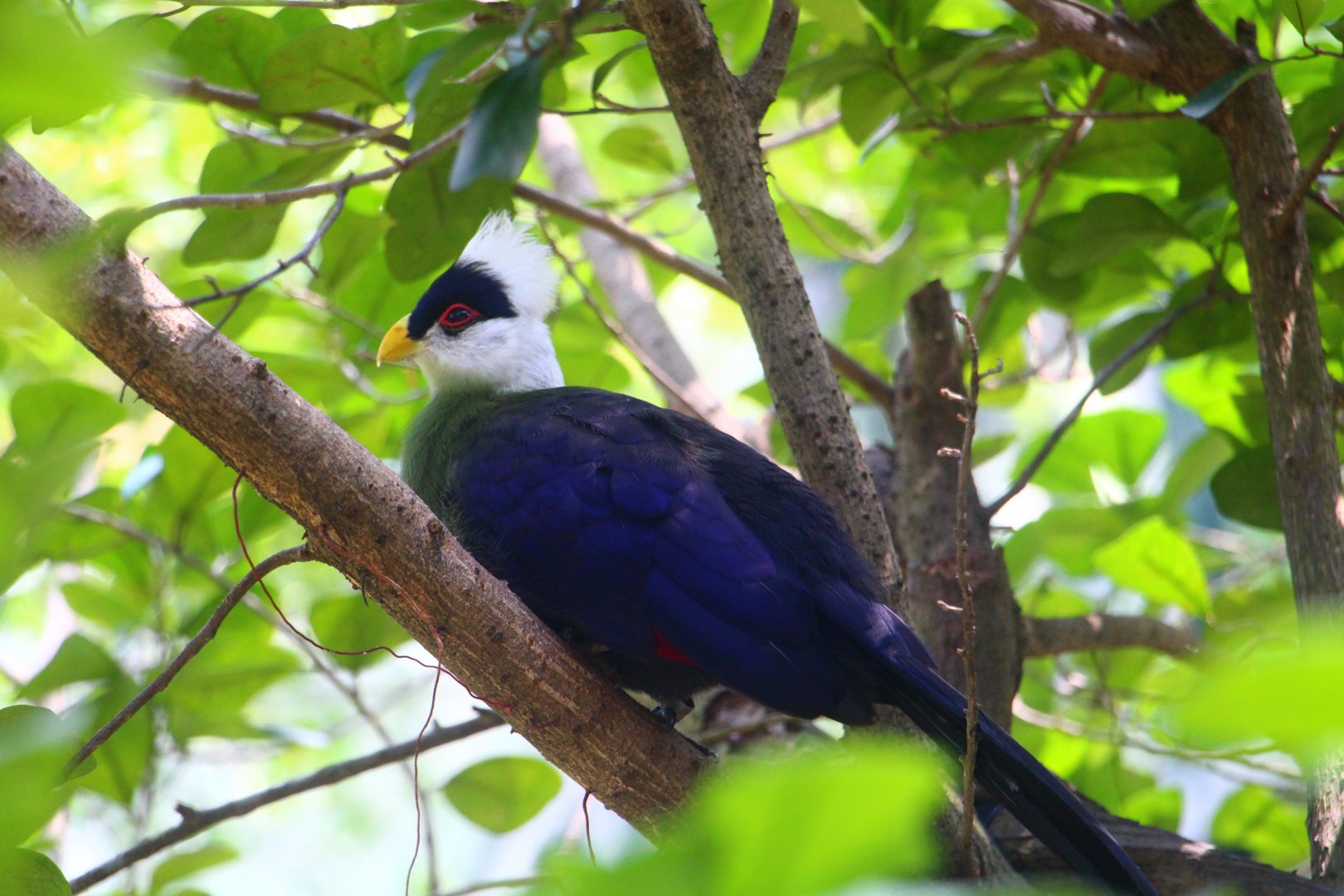 White-crested Turaco