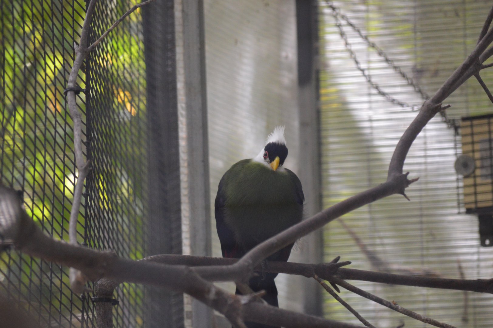 White-crested Turaco