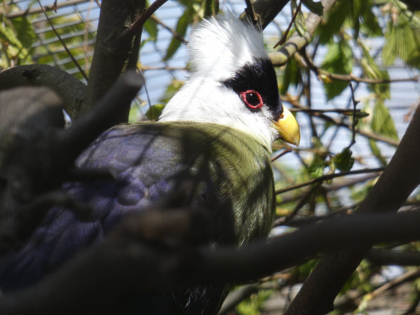 White-crested turaco