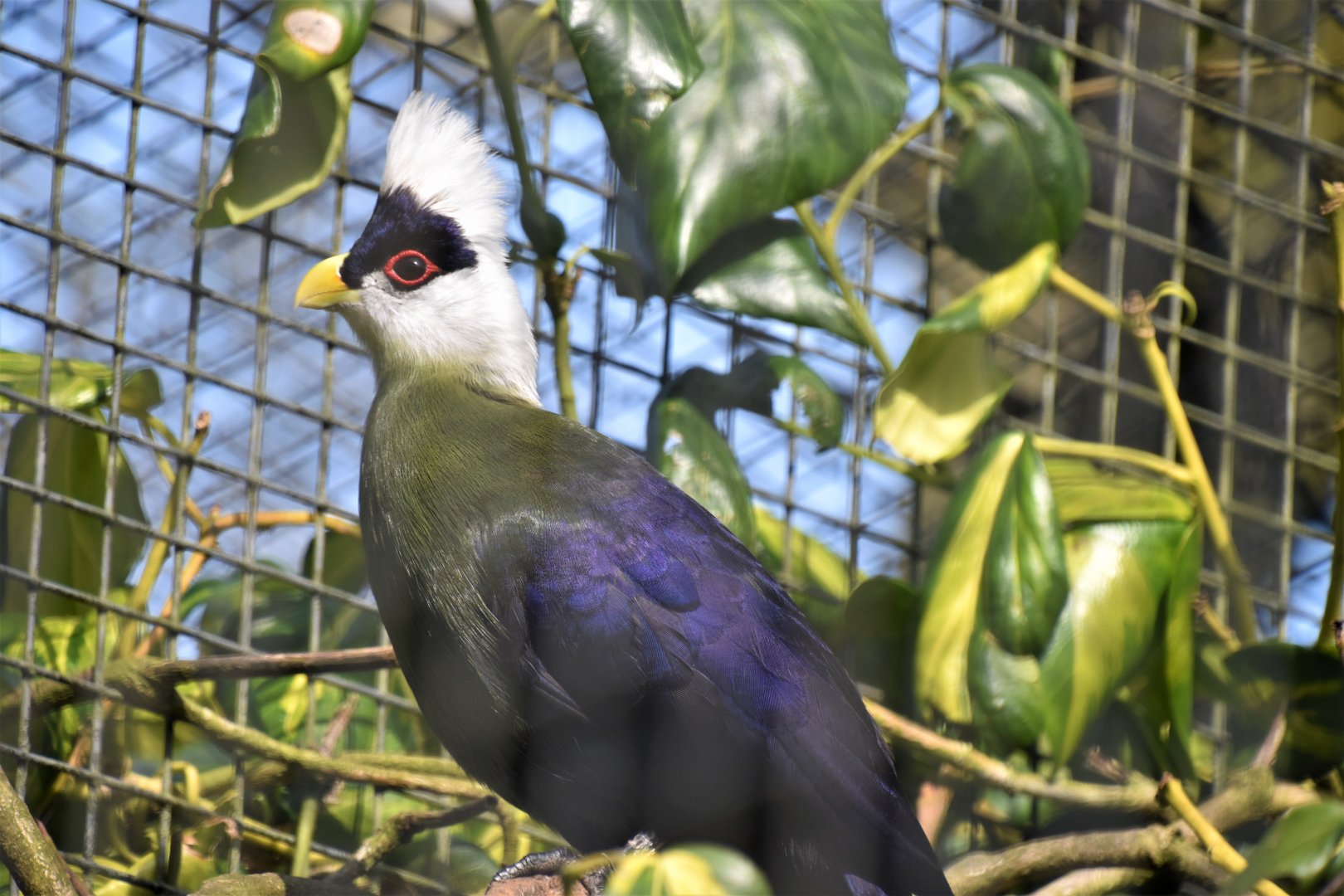 White-crested turaco
