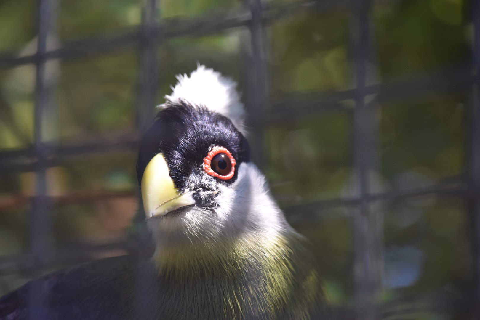 White crested turaco