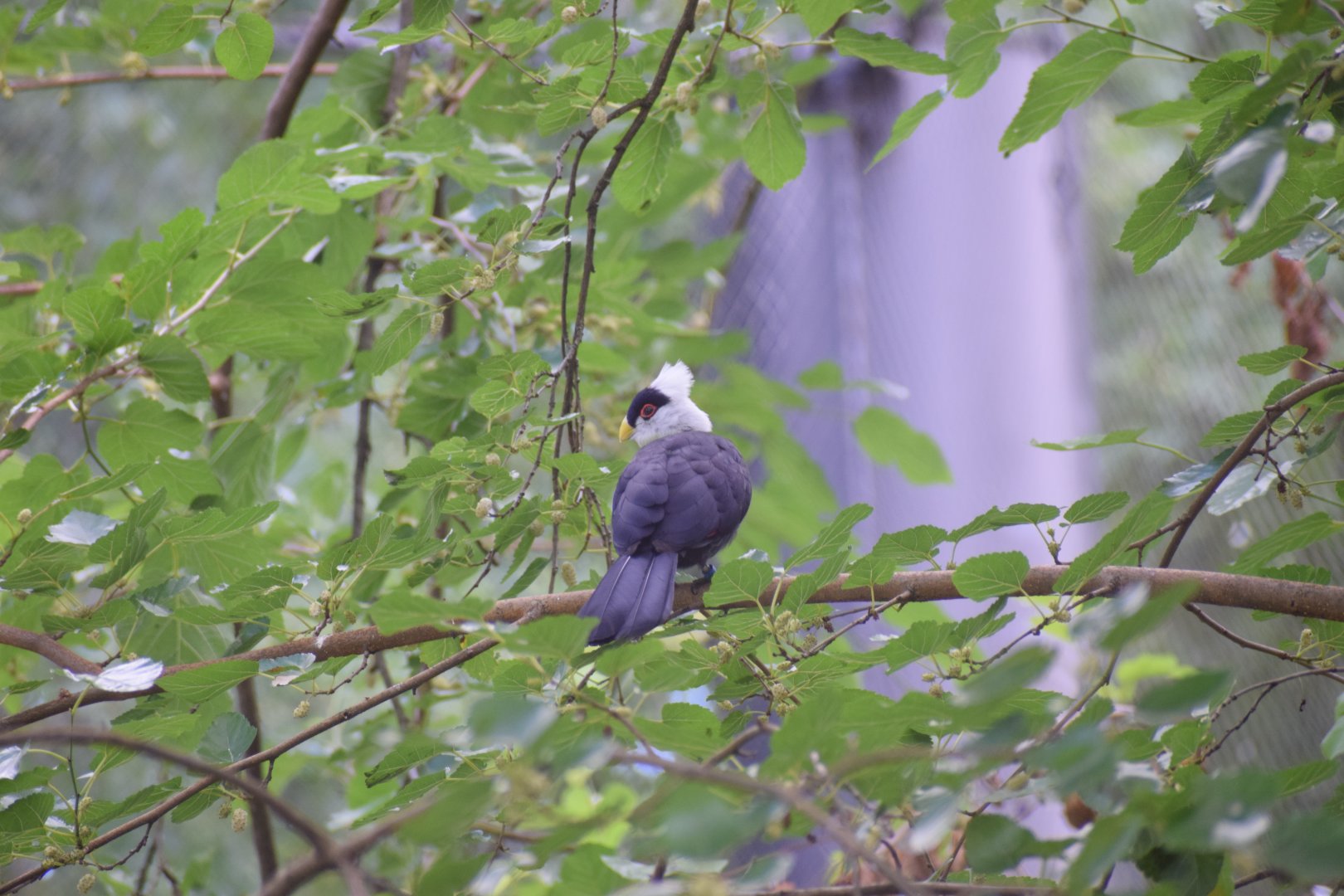 White-crested turaco