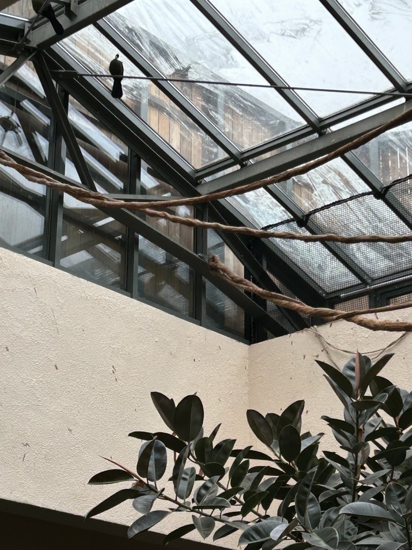 White-crested turaco