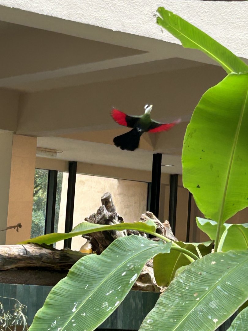 White-crested turaco