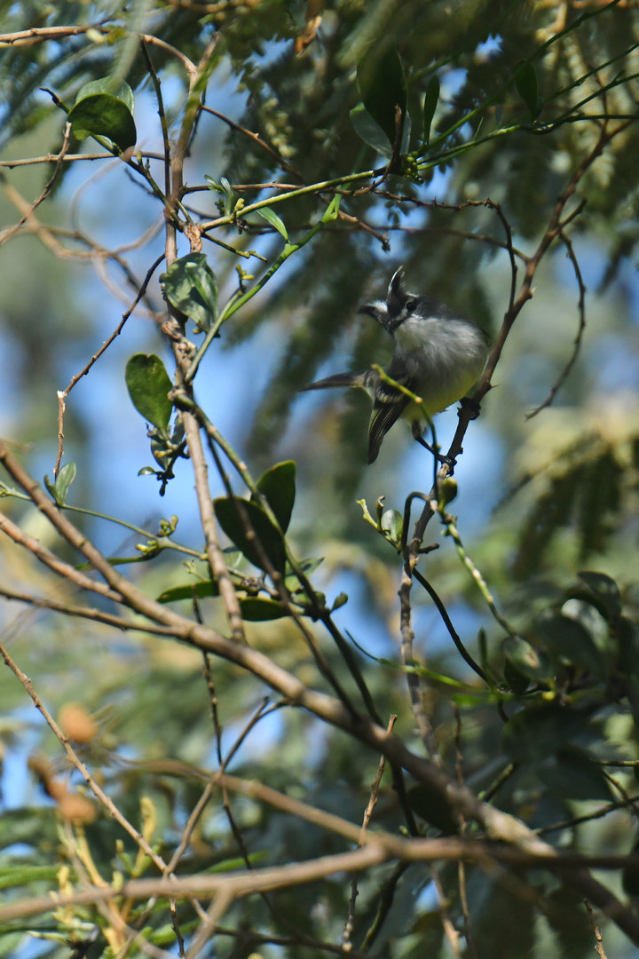 White-crested Tyrannulet Serpophaga subcristata